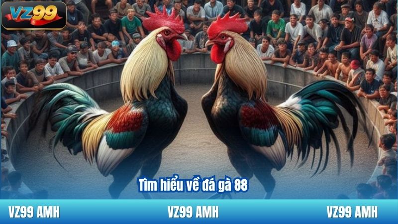 Tìm hiểu về đá gà 88